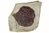 Fossil Leaf (Davidia) - Montana #190425-1
